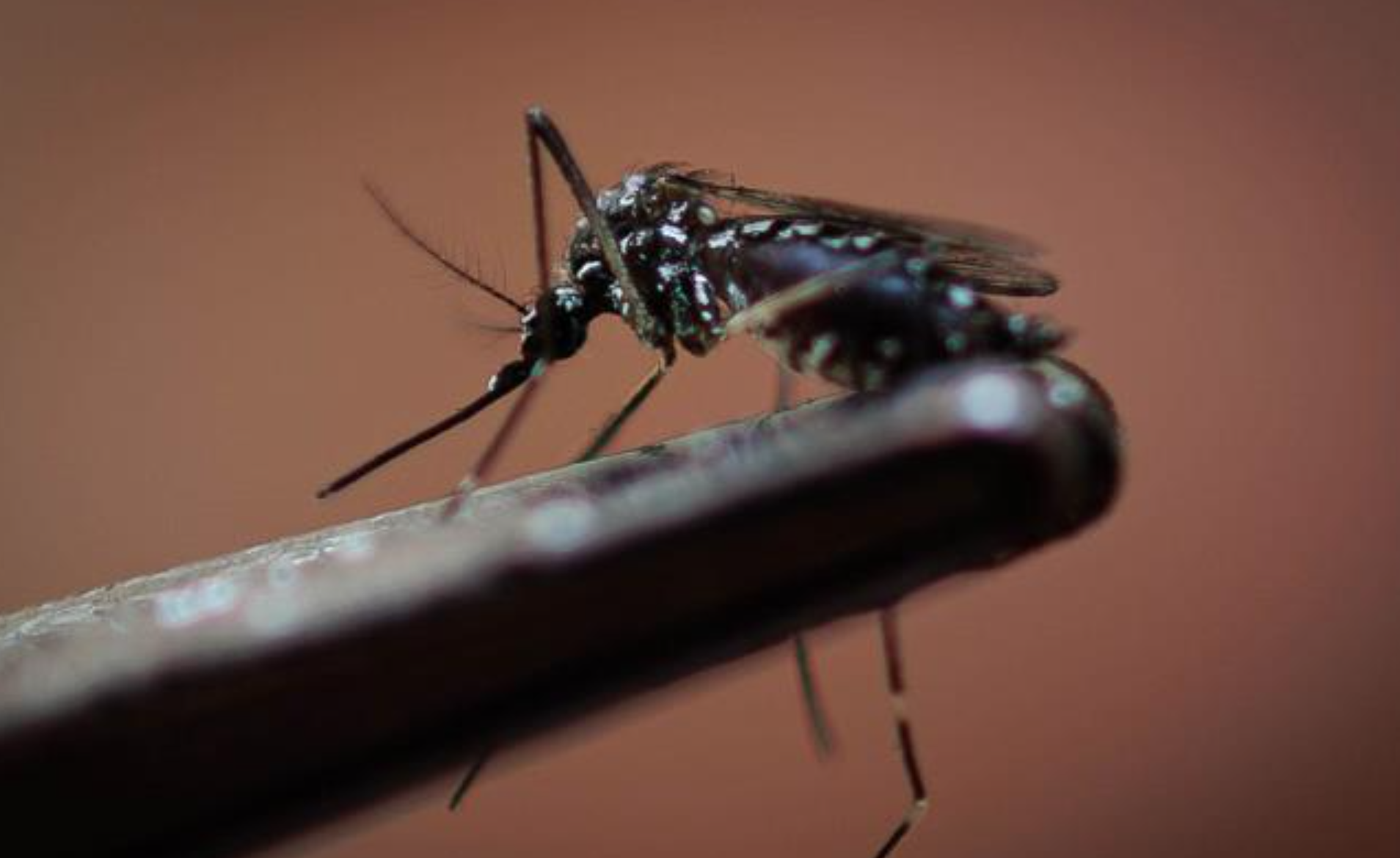 Algunos casos de dengue en Jalisco son muy graves